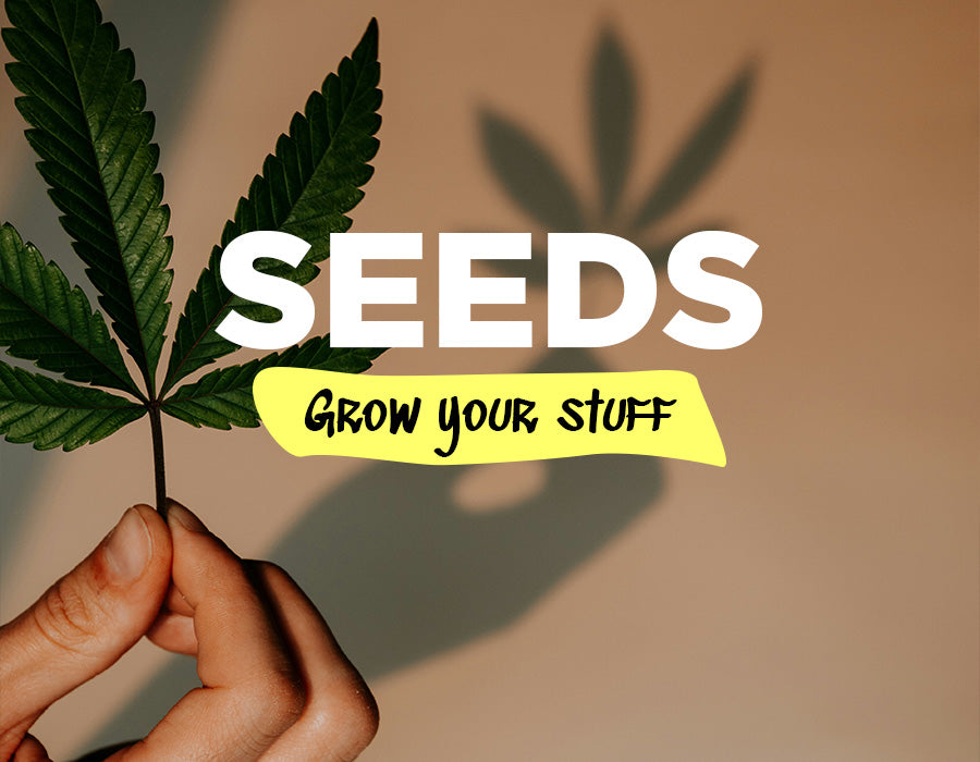 Cannabis Samen